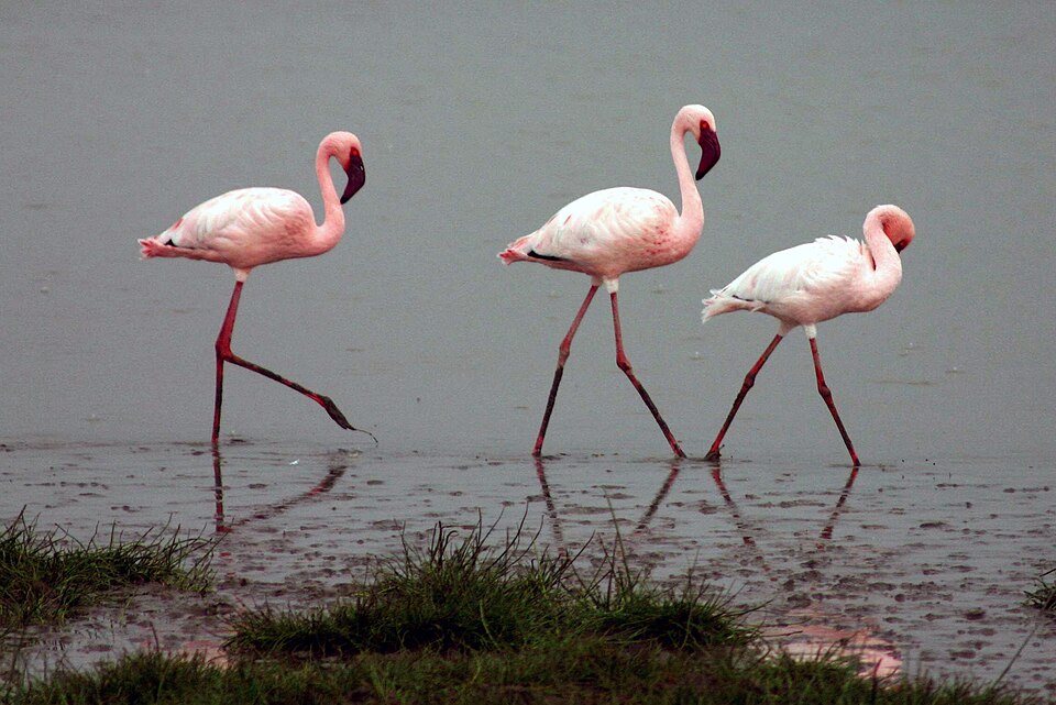 Fayl:Lesser-flamingos.jpg