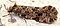 Tineidae