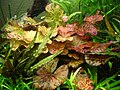 Nymphaea lotus kuchli yorug'lik ostida