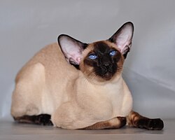 Zamonaviy muhr nuqtasi Siam mushugi (old koʻrinish) juda katta, keng quloqlari bilan