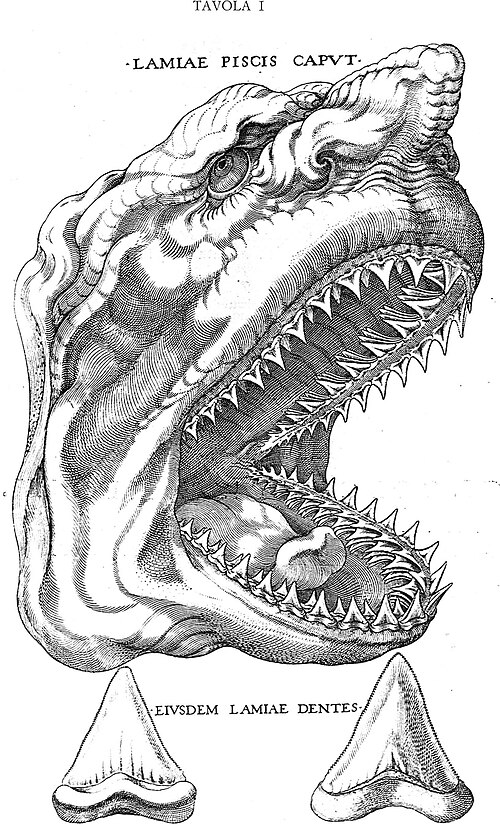 Fayl:Stenoshark.jpg