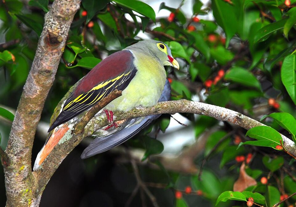 Fayl:Thick-billed Green Pigeon.jpg