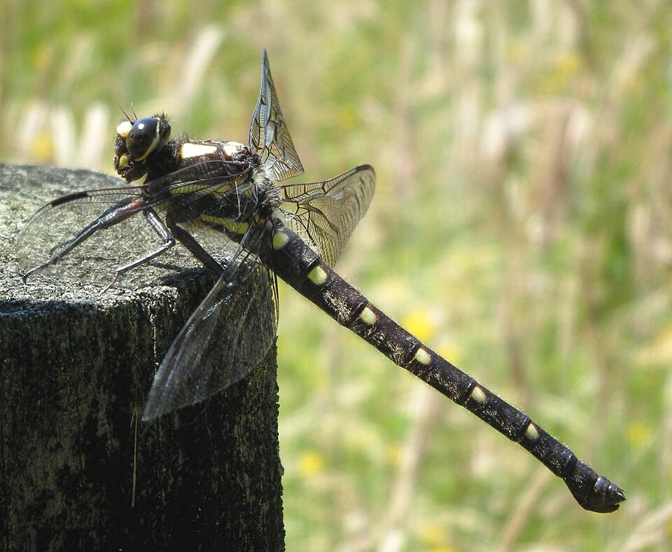 Fayl:Uropetala carovei at Punakaiki.JPG