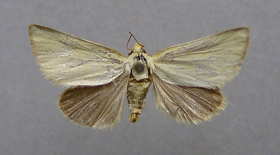 Fayl:Aegle koekeritziana.jpg