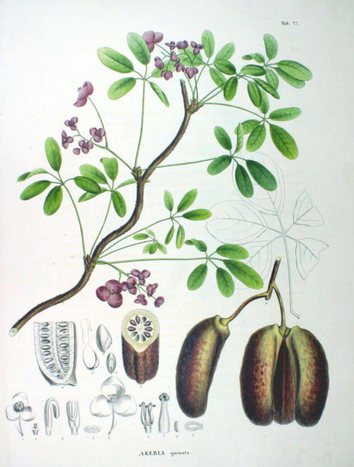 Fayl:Akebia quinata SZ77.png