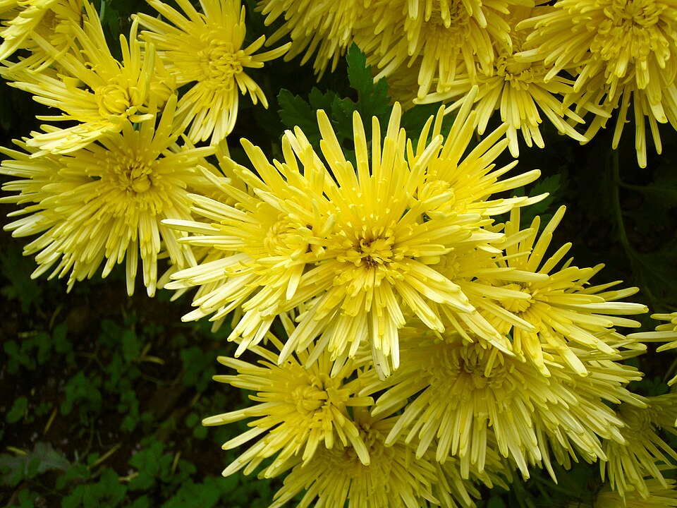 Fayl:Chrysanthemum morifolium j04.jpg
