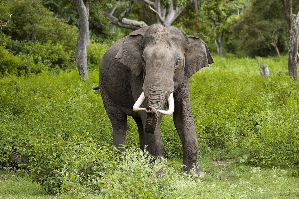 Fayl:Elephas maximus (Bandipur).jpg