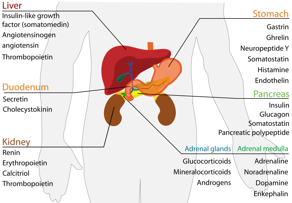 Fayl:Endocrine Alimentary system en.svg