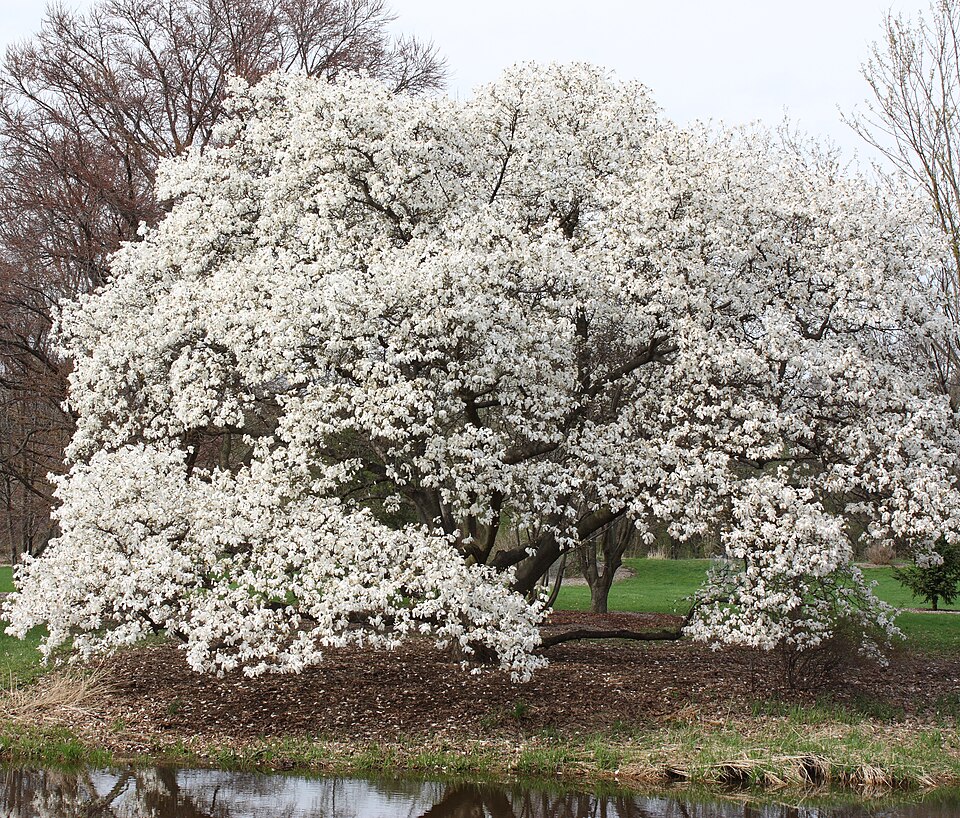Fayl:Magnolia kobus borealis.jpg