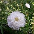 Hindistondagi Portulaca Grandiflora