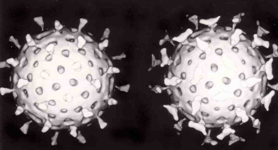 Fayl:Rotavirus with antibody.jpg