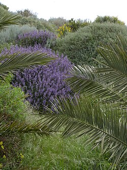 Salvia officinalis