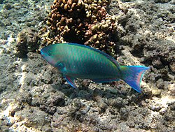 Erkak Scarus psittacus (= terminal faza)