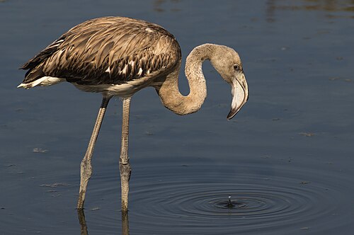Voyaga yetmagan flamingo Gadira qo'riqxonasida, Malta