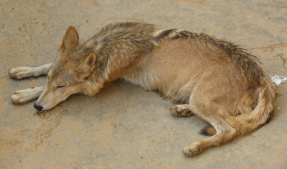 Fayl:Wolf Islamabad Pakistan.jpg