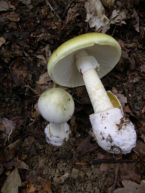 Fayl:Amanita phalloides 1.JPG