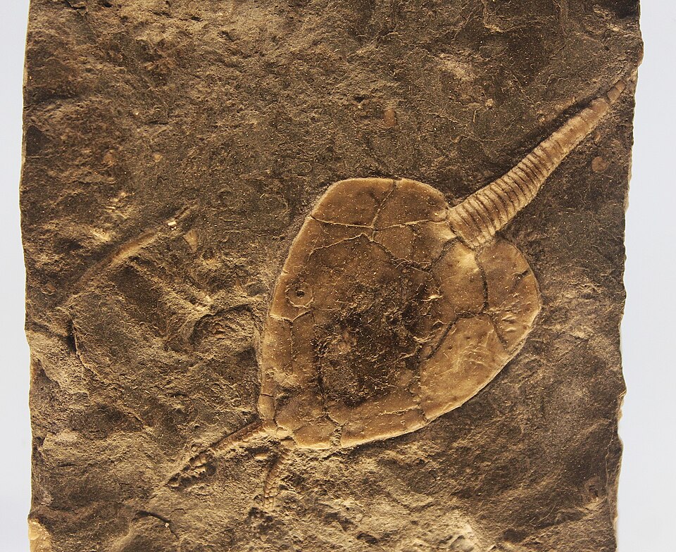 Fayl:Amecystis NMNH.jpg