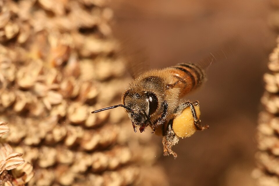 Fayl:Apis mellifera flying.jpg