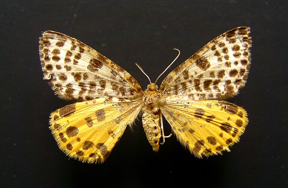 Fayl:Arichanna melanaria.jpg