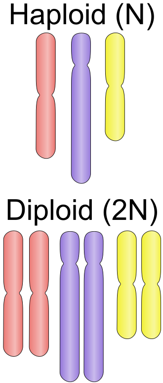 Fayl:Haploid vs diploid.svg