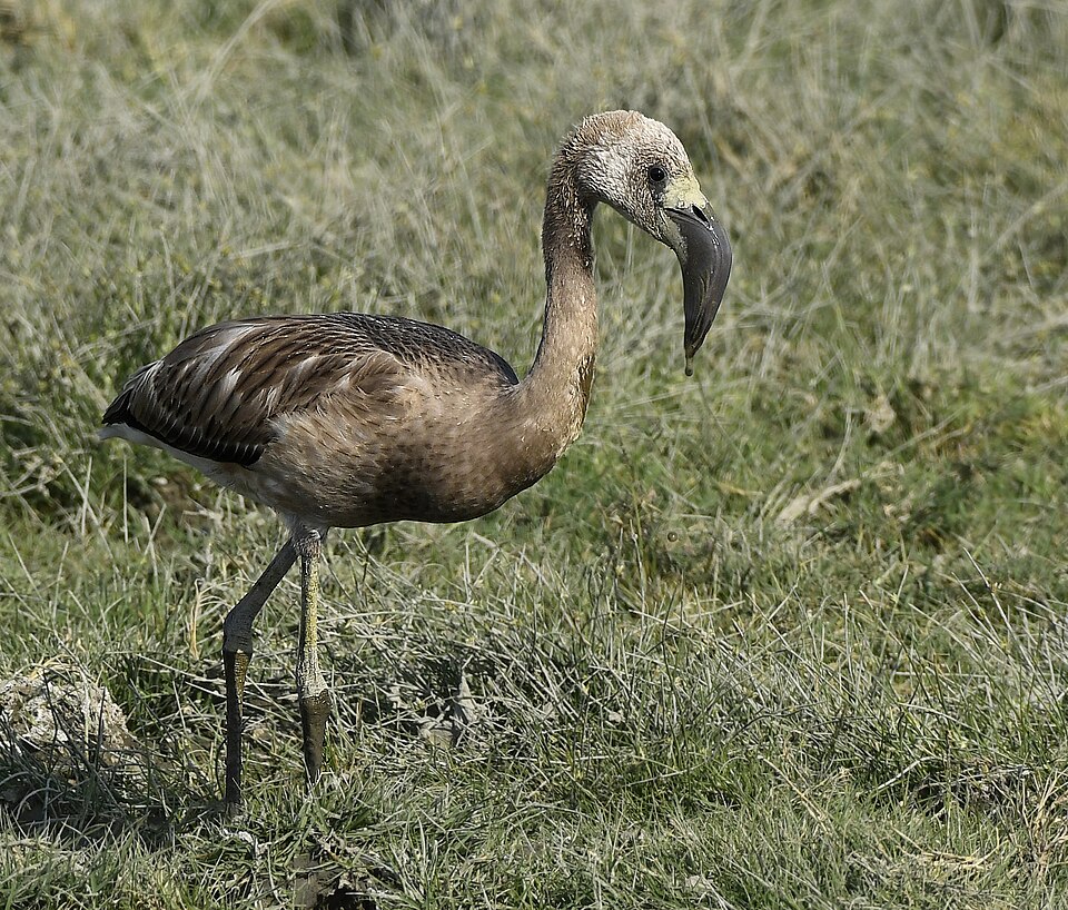 Fayl:Lesser Flamingo Juvenile AMSM3051.jpg