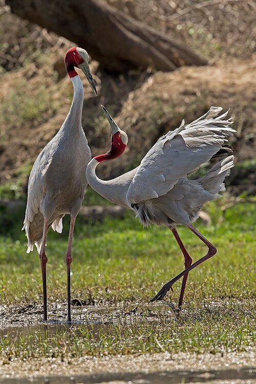 Fayl:Sarus Dance 02.jpg