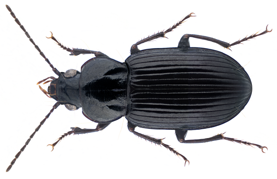 Fayl:Abacetus crenulatus Dejean, 1831.png