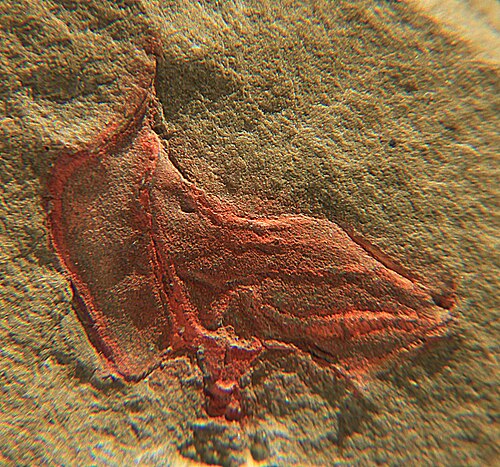 Cothurnocystidae