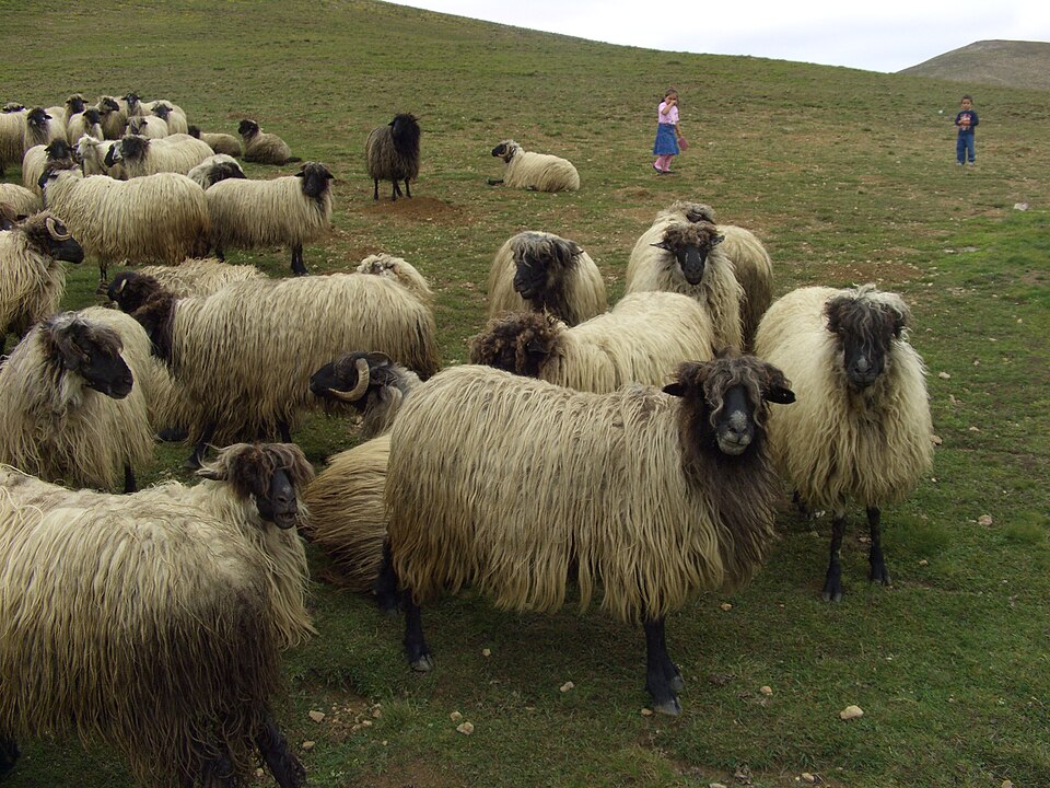 Fayl:Karayaka-Sheep-1.jpg