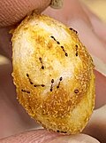 Gavayidan topilgan Monomorium floricola