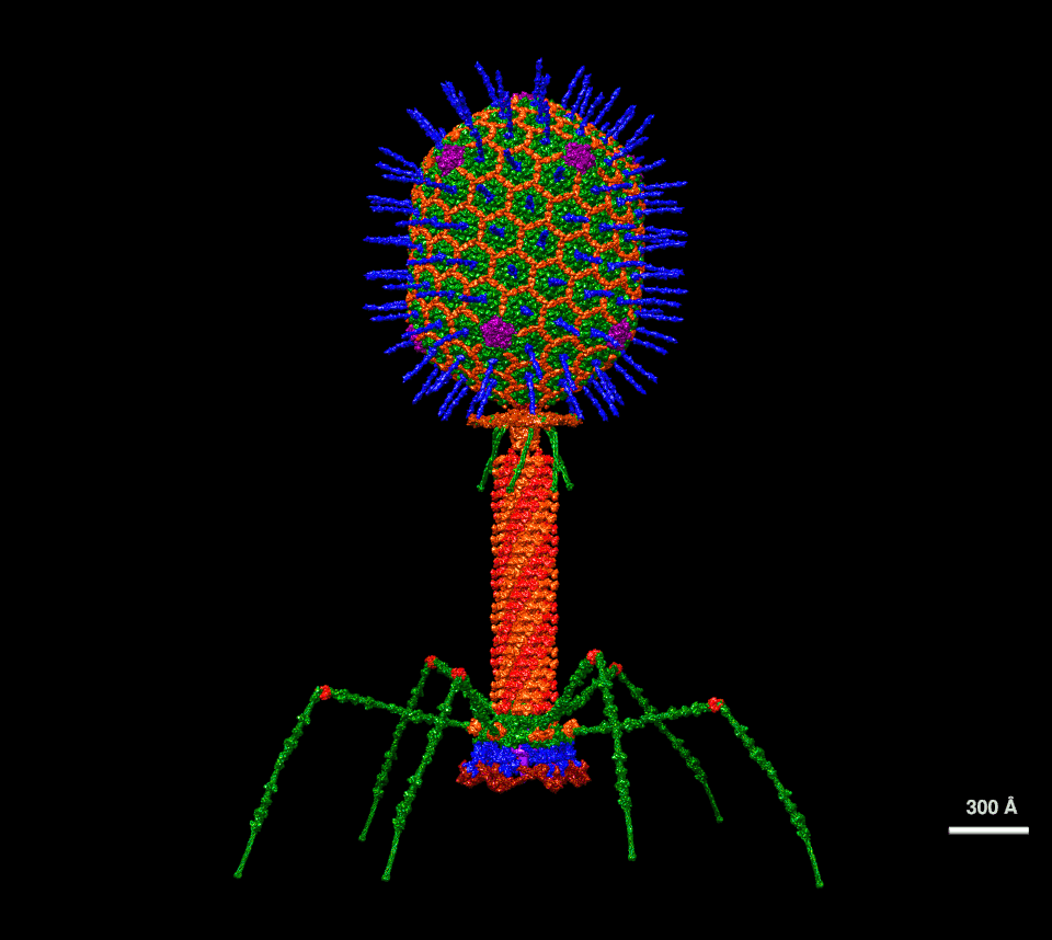 Fayl:T4 Bacteriophage.gif