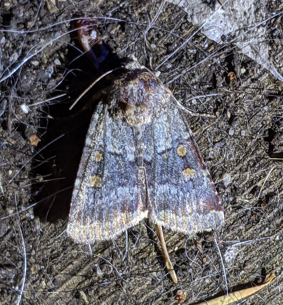Fayl:Abagrotis pulchrata - inat 90410264.jpg