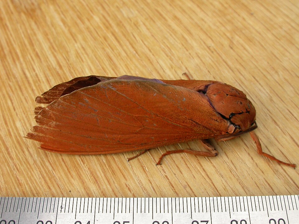 Fayl:Abantiades hyalinatus (3206328422).jpg