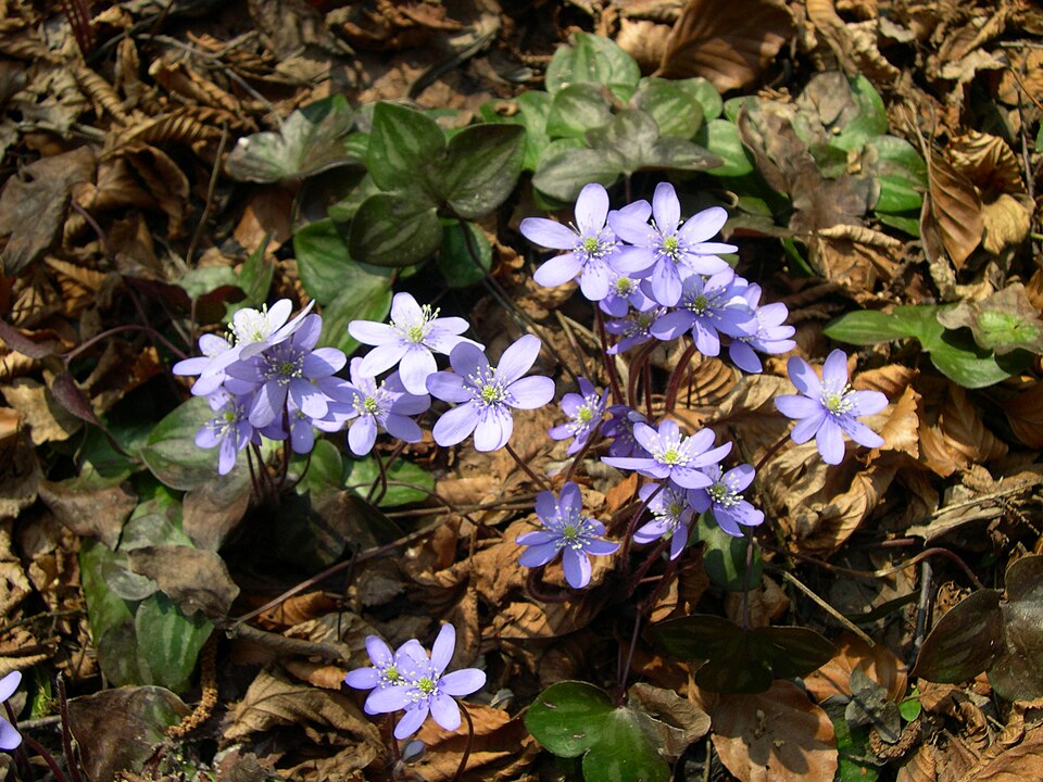 Fayl:Hepatica nobilis plant.JPG