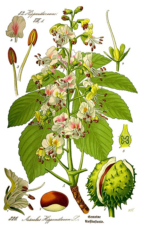 Fayl:Illustration Aesculus hippocastanum0 clean.jpg