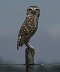 Janubiy konchi boyo'g'li (A. c. cunicularia) Uruguay