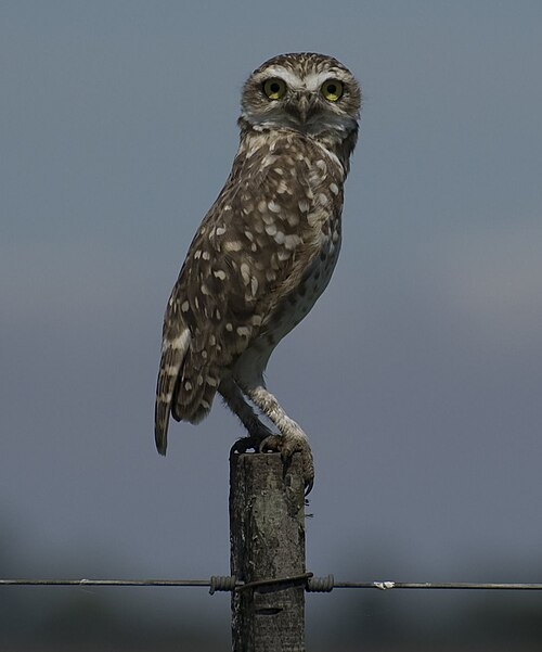 Fayl:LECHUCITA DE CAMPO Athene cunicularia.jpg