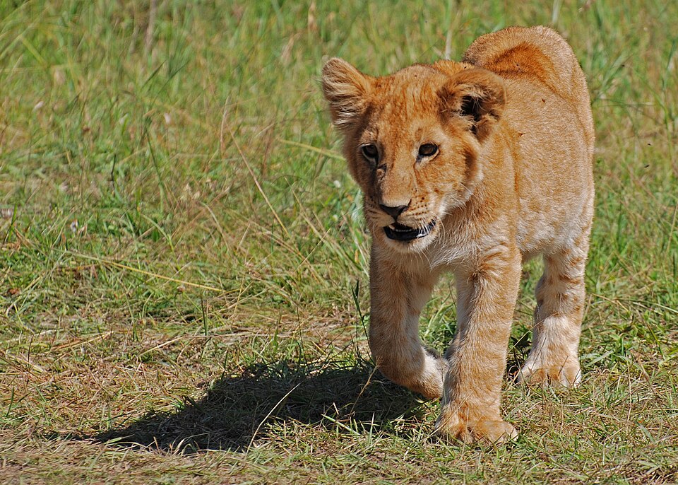 Fayl:Lion cub, Masai Mara, Kenya.jpg