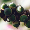 Lithocarpus collettii