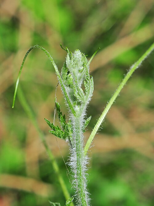 Fayl:Momordica charantia 22042014 (2).JPG