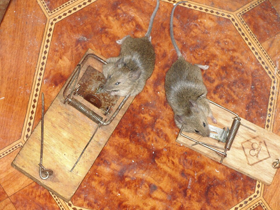 Fayl:Mousetraps with Mice.JPG