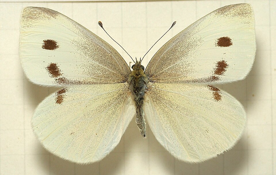 Fayl:Pieris.rapae.mounted.jpg