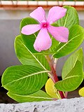 Bangladeshning Ishvardi shahrida joylashgan Catharanthus roseus