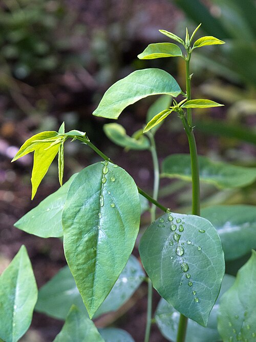 Fayl:SauropusAndrogynus.jpg