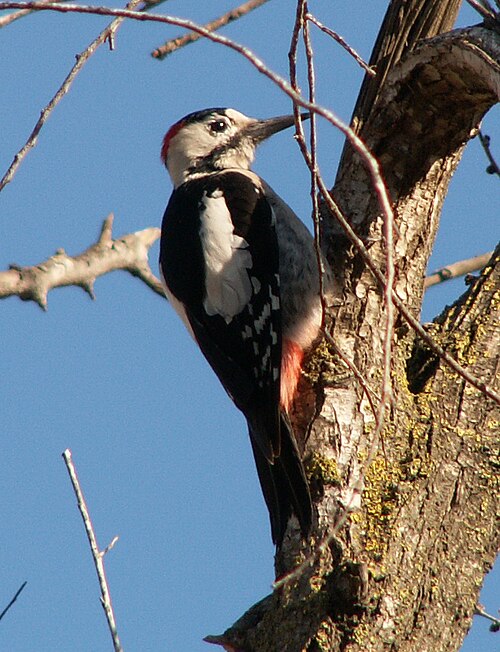 Fayl:Syrian-Woodpecker-20051218m023.jpg