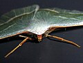 Campaea margaritata