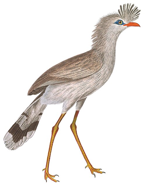 Fayl:Cariama cristata 1838 white background.jpg