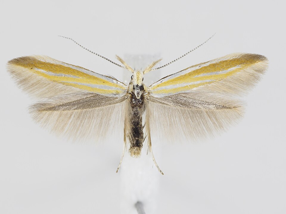 Fayl:Coleophora partitella 01.jpg