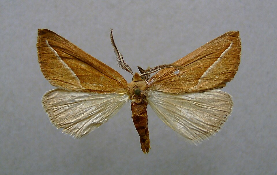 Fayl:Compsoptera opacaria.jpg