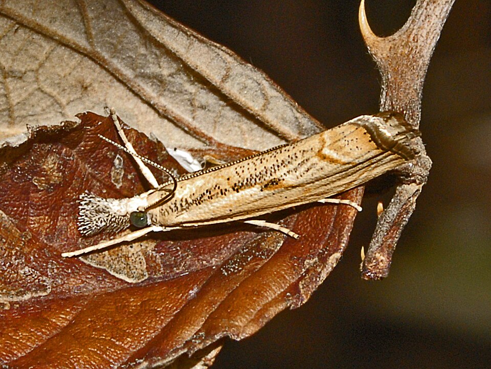 Fayl:Crambidae - Agriphila geniculea.JPG
